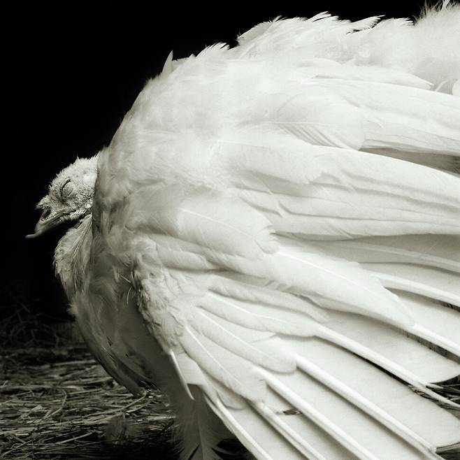 7살의 흰넓은가슴칠면조 펄은 살아있는 동물을 거래하는 시장으로 향하던 트럭에서 떨어졌다. 가망서사 제공