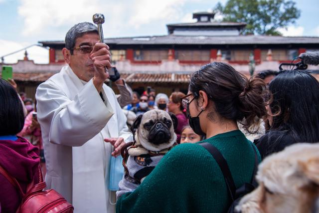 10월 1일 멕시코 남부 치아파스의 한 성당에서 4일 성프란치스코 축일을 앞두고 300명이 넘는 시민과 동물이 반려동물 축복식에 참석했다. 주임신부가 참석한 반려견에게 성수를 뿌려주고 있다. 치아파스=로이터 연합뉴스
