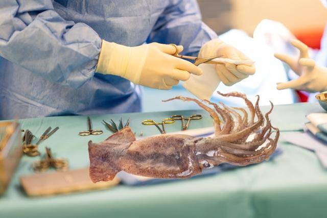 무척추동물인 오징어는 동물보호법 대상이 아니며, 실험동물에도 포함되어 있지 않아 실습에 동원되는 수조차 파악되지 않고 있다. 게티이미지뱅크