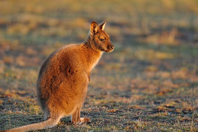 노란발바위왈라비 / 사진 = 게티이미지뱅크