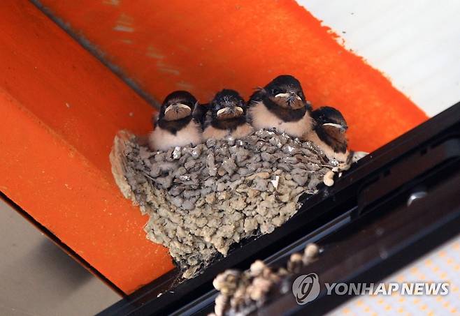 제비 유조 [연합뉴스 자료사진]