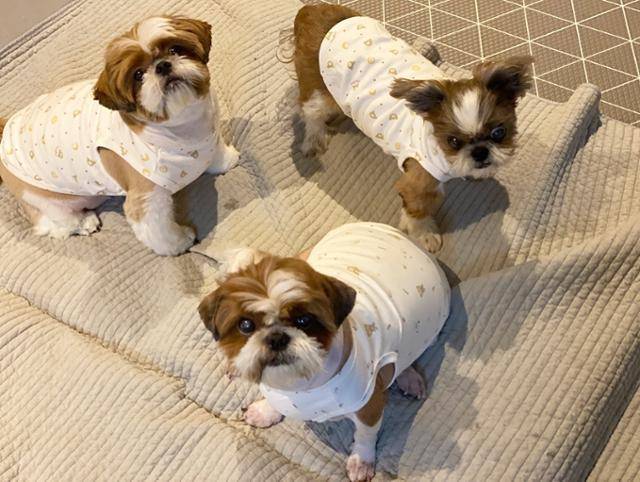 백미현씨가 입양한 시츄 김치(왼쪽부터), 찐빵이, 도라지. 백미현씨 제공