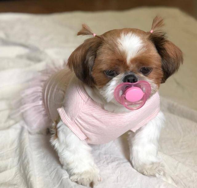 식분증이 있던 김치. 입양자 백미현씨는 "식분증을 완전히 고치는 데 약 2년 정도 걸렸다"며 "지금도 기분 나쁘면 똥을 옮겨 놓거나 씹어 놓기도 한다"고 웃었다. 백미현씨 제공