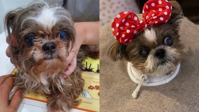 구조 당시 시츄 도라지(왼쪽)와 입양 후 모습. 백미현씨 제공