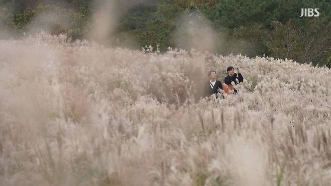 산굼부리 억새밭.(JIBS 자료 사진)