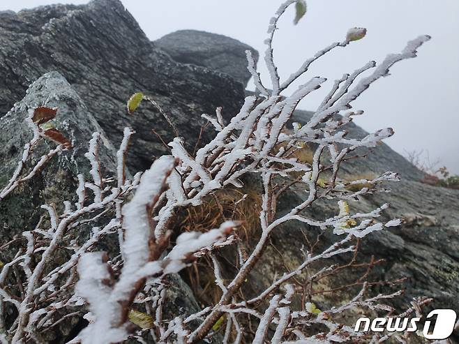 기온이 큰 폭으로 떨어지면서 전북 무주군 덕유산국립공원에 올가을 들어 첫 상고대가 맺혔다. 상고대는 기온이 영하 이하로 떨어질 때 대기 중에 있는 수증기가 차가워진 물체이 붙으면서 생성되는 현상으로 '나무 서리'라고도 부른다. (덕유산국립공원사무소 제공) /뉴스1 ⓒ News1 유경석 기자