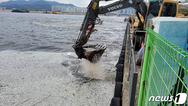 경남 창원시 마산합포구 마산만에서 포크레인이 폐사한 정어리 떼를 수거하고 있다.(창원시 제공)