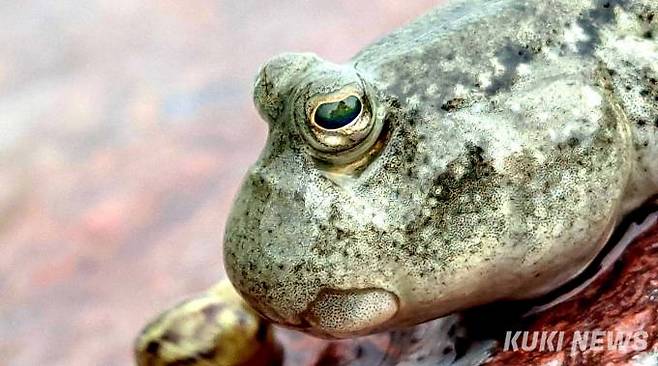 갯벌에서 쉽게 볼 수 있는 짱뚱어는 이름만큼이나 생김새 또한 흥미롭다.