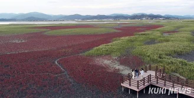 칠면초 만개한 순천만 갯벌