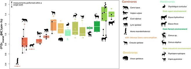 스페인 가바사 동굴에서 나온 15만년 전 네안데르탈인과 다른 동물의 아연 동위원소 비율. 네안데르탈인은 무거운 아연 66 동위원소 비율이 초식동물(녹색)이나 잡식동물(노란색)보다 육식동물(붉은색)에 가까웠다./PNAS