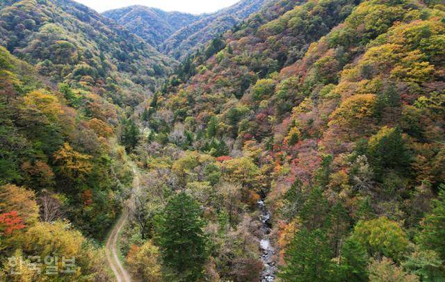 14일 미천골 상류로 갈수록 단풍이 더욱 짙어지고 있었다. 왼쪽 임도를 따라가면 불바라기 폭포에 닿는다.
