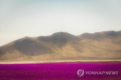 지난 9월 말 촬영된 아타카마의 '꽃피는 사막' 전경 [EPA 연합뉴스 자료사진]