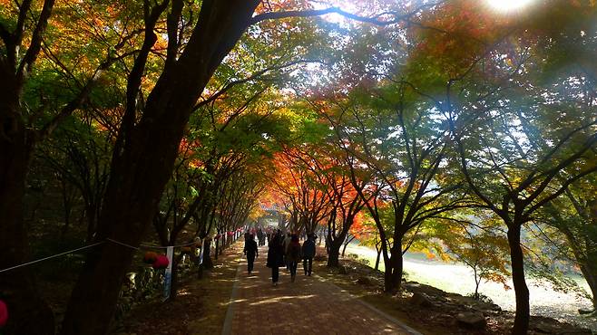 Tourists walk through the Foliage Tunnel at Naejangsan National Park in Jeongeup, North Jeolla Province. (Doodream-Korea Tourism Organization)