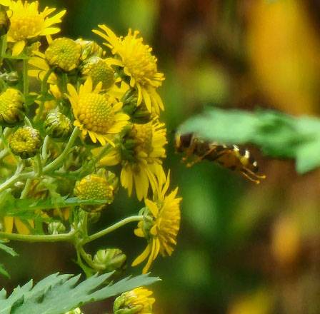 가을 서울 안산을 수놓은 노란 들국화 산국이 꿀벌을 유혹하고 있다. 한 송이처럼 보이는 통 모양의 노란 통꽃(管狀花·관상화)에 사실은 100개 정도의 꽃송이가 알알이 박혀 있다.10월16일 안산 연못 촬영