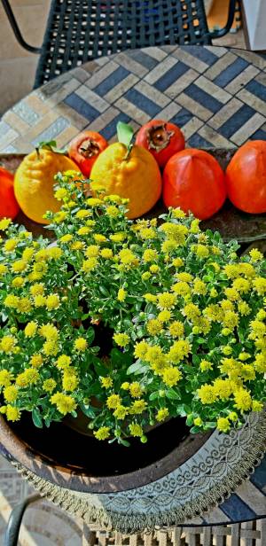 들국화가 아닌 원예종 계열의 소국(小菊). 꽃송이가 지름 7cm 이하의 작은 국화로, 쑥잎 모양의 산국과 다른 잎모양부터 구별된다. 2021년 12월 5일 촬영