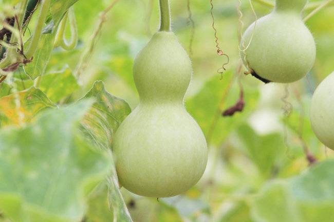 둥근 박은 여름부터 가을까지, 껍질이 너무 딱딱해지기 전에 수확해 먹는 것이 좋다. [Gettyimage]