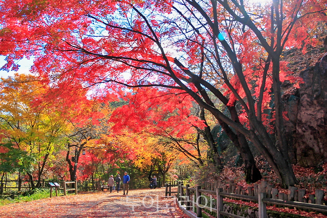 남산둘레길 단풍