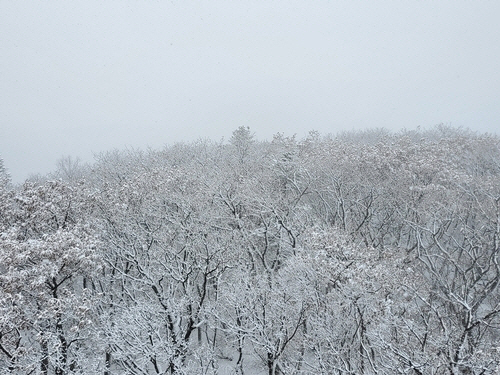 ▲ 오대산 노인봉 첫눈[오대산국립공원사무소 제공]