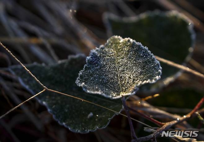 [여주=뉴시스] 정병혁 기자 = 추운 날씨가 이어진 19일 오전 경기 여주시 북내면의 들판에 자란 풀에 서리가 내려앉아 있다. 2022.10.19. jhope@newsis.com