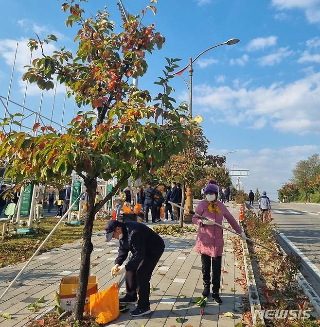 [영동=뉴시스] 안성수 기자 = 24일 충북 영동군 용두공원 감 가로수길에서 군민들이 감을 따고 있다. 2022.10.24. hugahn@newsis.com