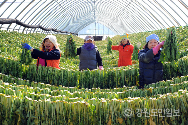 ▲ 2022 청춘양구 펀치볼 시래기사과축제가 오는 29~30일 해안면 펀치볼힐링하우스 앞 성황지에서 열린다. 해안면 시래기 덕장 모습.