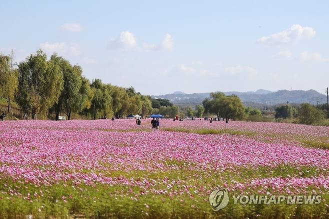 코스모스 축제는 시민들 (고양=연합뉴스) 류효림 기자 = 24일 경기 고양시 덕양구 창릉천 일대에서 열린 창릉천 코스모스축제에서 시민들이 꽃길을 오가며 가을 정취를 즐기고 있다. 2022.10.24 ryousanta@yna.co.kr