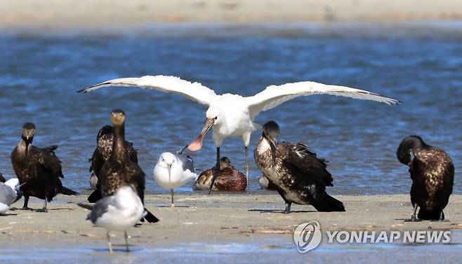 노랑부리저어새의 날갯짓 (강릉=연합뉴스) 유형재 기자 = 14일 강원 강릉시 남대천을 찾은 천연기념물이자 멸종위기 야생생물 2급인 노랑부리저어새가 갈매기, 흰뺨검둥오리, 가마우지 등과 어울려 여유롭게 노닐고 있다. 2022.10.14 yoo21@yna.co.kr