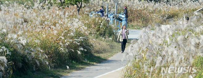 [전주=뉴시스] 김얼 기자 = 완연한 가을 날씨가 이어지고 있는 25일 전북 전주시 전주천변에서 시민들이 억새 사이를 지나며 산책을 즐지고 있다. 2022.10.24. pmkeul@newsis.com