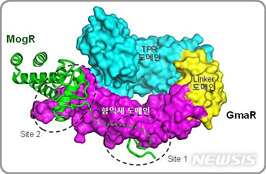 [대전=뉴시스] 낮은 온도에서 GmaR-MogR 복합체의 삼차원 구조