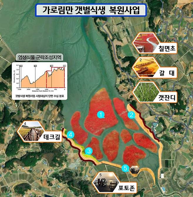 가로림만 갯벌식생 복원사업 예상도. 서산시 제공