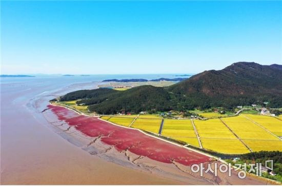 석모도 칠면초 해안길 조성사업 대상지 [인천시 제공]