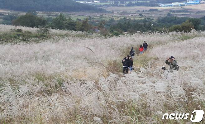 지난 10일 오후 제주시 애월읍 어음리 억새군락지에서 관광객들이 가을 정취를 즐기고 있다. 2022.10.10/뉴스1 ⓒ News1 오현지 기자