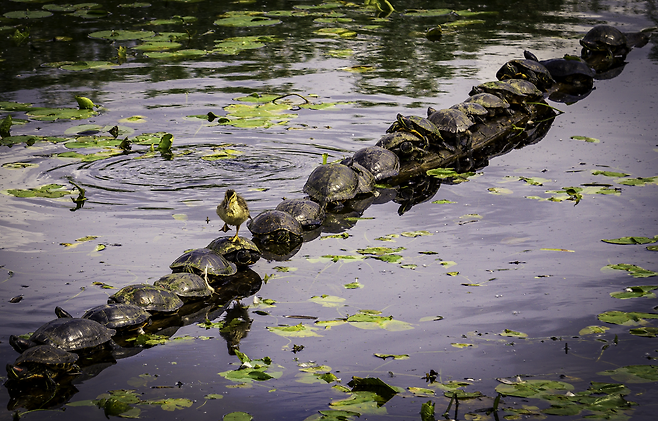 /Ryan Sims/Comedy Wildlife Photography Awards 2022
