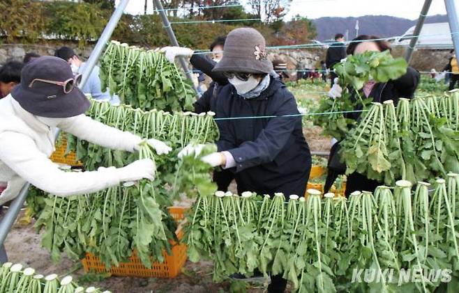 29일 강원 양구군 해안면 펀치볼 일원에서 열린 2022 청춘양구 펀치볼 시래기·사과축제장을 찾은 관광객들이 시래기 수확체험을 하고 있다.