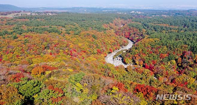 [제주=뉴시스] 우장호 기자 = 완연한 가을 날씨를 보이는 28일 오전 제주 한라산 천아계곡의 단풍나무와 활엽수가 붉게 물들어 깊어가는 계절을 느끼게 한다. 2022.10.28. woo1223@newsis.com