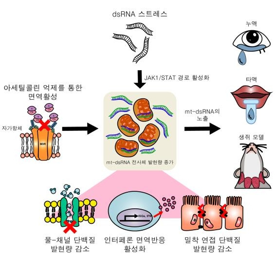 쉐그렌 증후군의 발병 구조 모식도 [한국과학기술원(KAIST) 제공. 재판매 및 DB 금지]