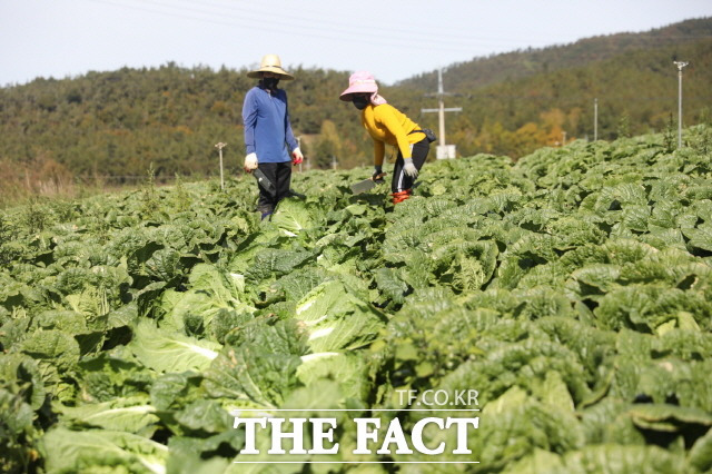 배추수확 시작/해남군 제공