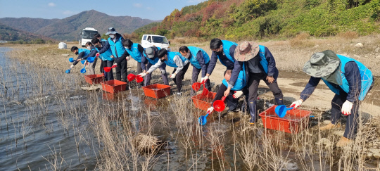 K-water 보령권지사는 지난달 31일 보령댐 상류에 수질 보전과 수생태계 유지를 위해 붕어와 대농갱이 치어 3만 2000마리를 방류했다. 사진=보령권지사 제공