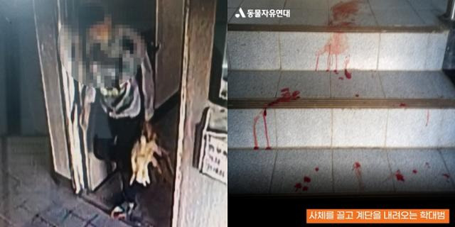 지난 20일 전북 군산시의 한 아파트에서 개 사체가 발견됐다. 개를 죽이고 사체를 복도에 유기한 사람은 10대 청소년인 것으로 확인됐다. 범인이 개 사체를 끌고 나와 복도에 유기하는 모습은 아파트 CCTV에 담겼다. 동물자유연대 제공