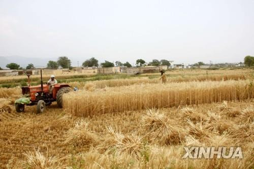 4월 파키스탄 이슬라마바드 인근에서 밀을 수확하는 농부. [신화 연합뉴스 자료사진. 재판매 및 DB 금지]