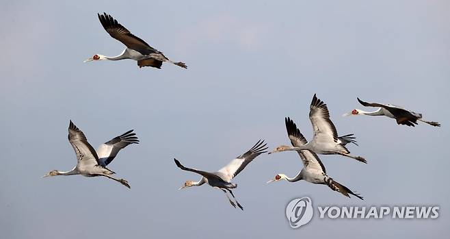 재두루미 선발대 주남저수지 도착 (창원=연합뉴스) 지난 24일 경남 창원시 의창구 동읍 철새도래지 주남저수지에서 재두루미가 비행하고 있다. 2022.10.25 [최종수 생태사진가 제공. 재판매 및 DB 금지] image@yna.co.kr