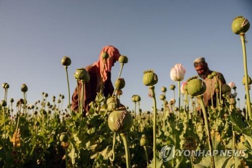 아프간 남부 칸다하르에서 양귀비를 재배하는 농부. [AFP 연합뉴스 자료사진. 재판매 및 DB 금지]