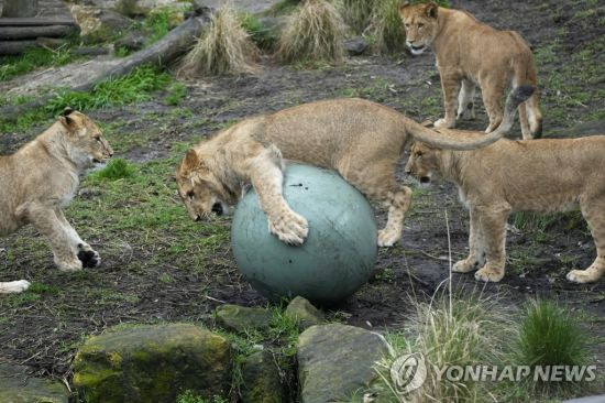 호주 시드니 타롱가 동물원 새끼 사자들. 사진=AP연합뉴스