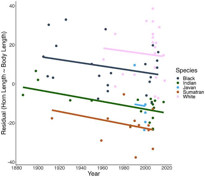 지난 130년 동안 코뿔소 5종 모두 몸집 대비 뿔의 상대적 길이가 계속 감소했음을 알 수 있다./영 케임브리지대