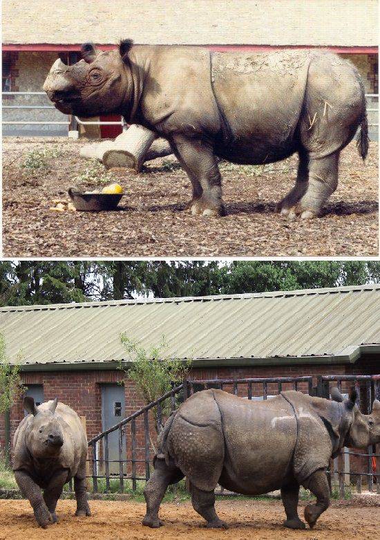 영국 동물원에서 1986년 찍은 수마트라 코뿔소(위)와 2021년 찍은 인도 코뿔소(아래)./Kees Rookmaaker, Oscar Wilson