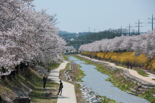 영주 원당천 벚꽃길 전경. 영주시 제공