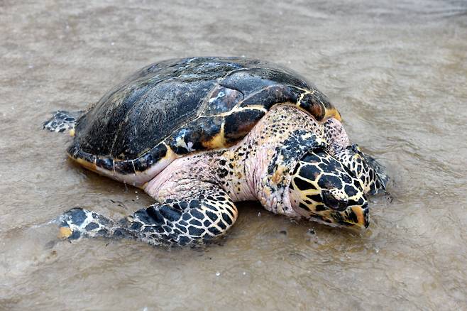 붉은바다거북. 해양수산부 제공