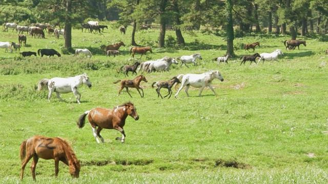 천연기념물 제347호 제주마 모습. 축산진흥원 제공