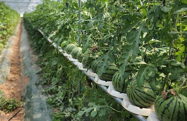 [진천=뉴시스] 애플수박 수직재배. (사진=진천군 제공) photo@newsis.com *재판매 및 DB 금지