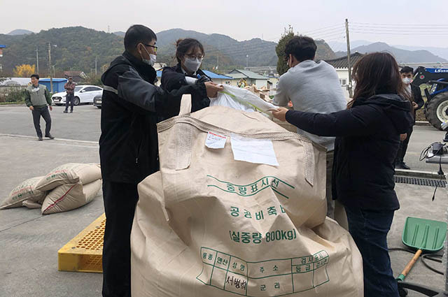 ▲동해시는 3일 동해시 삼화동과 북평동에서 삼광벼와 오륜벼 품종 매입을 진행하고 있다. ⓒ동해시